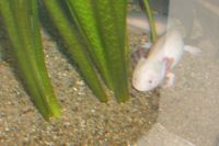 klick to zoom: Axolotl, Ambystoma mexicanum, Copyright: juvomi.de
