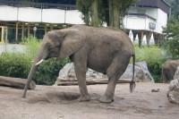 klick to zoom: Afrikanischer Elefant, Loxodonta africana, Copyright: juvomi.de