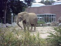 klick to zoom: Elefant, Afrikanischer, Loxodonta africana, Copyright: juvomi.de