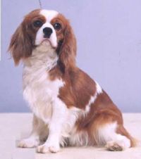 klick to zoom: Cavalier King Charles Spaniel, Copyright: Dunne