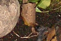 klick to zoom: Hinterindische Scharnierschildkröte, Cuora galbinifrons, Copyright: juvomi.de