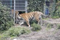 klick to zoom: Tiger, Panthera tigris, Copyright: juvomi.de