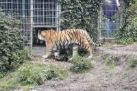 klick to zoom: Tiger, Panthera tigris, Copyright: juvomi.de