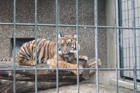 klick to zoom: Tiger, Sumatra-, Panthera tigris sumatrae, Copyright: juvomi.de