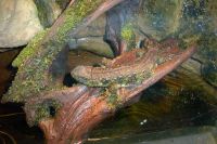 klick to zoom: Krokodilhöckerechse, Shinisaurus crocodilurus, Copyright: juvomi.de