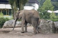 klick to zoom: Afrikanischer Elefant, Loxodonta africana, Copyright: juvomi.de