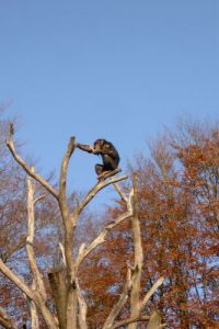 klick to zoom: Schimpanse, Pan troglodytes, Copyright: juvomi.de