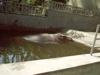 klick to zoom: Flusspferd, Hippopotamus amphibius, Copyright: juvomi.de